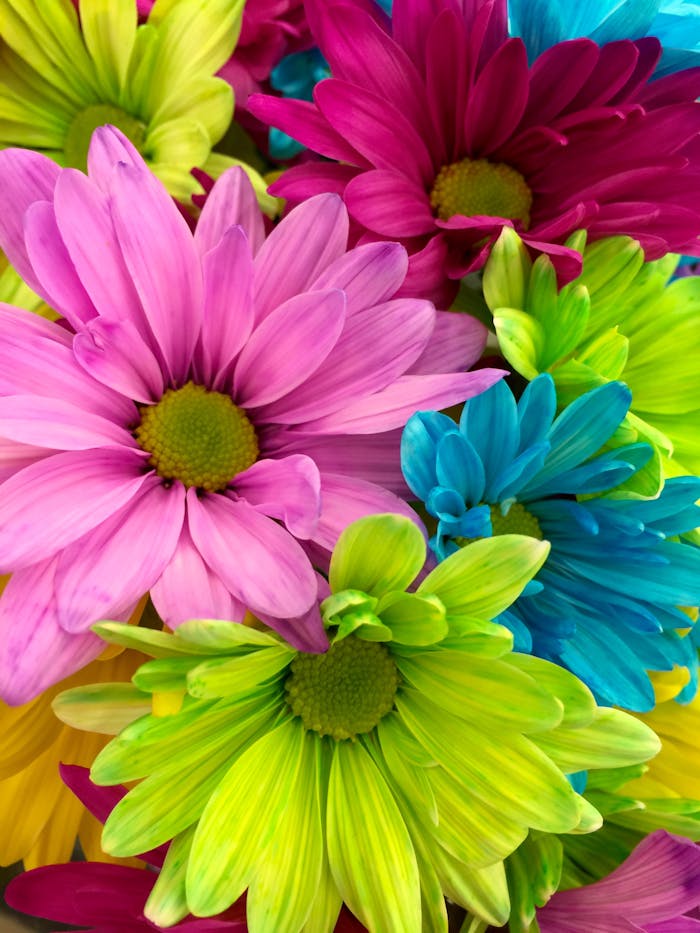 Services Close-up of vibrant dyed daisies with a colorful background, showcasing diverse hues.
